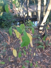 Oemleria cerasiformis