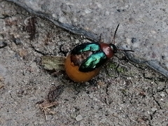 Gastrophysa polygoni