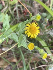 Pulicaria dysenterica
