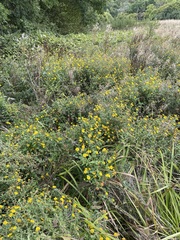 Pulicaria dysenterica