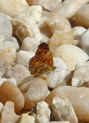 Melitaea phoebe