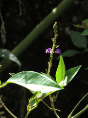 Calopogonium galactioides
