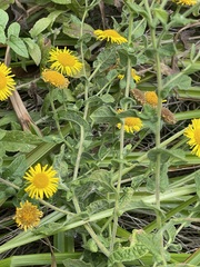Pulicaria dysenterica