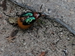 Gastrophysa polygoni