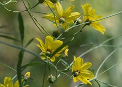 Coreopsis verticillata