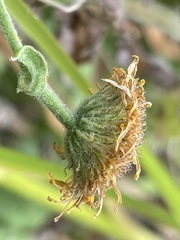 Pulicaria dysenterica