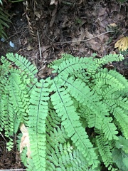 Adiantum aleuticum