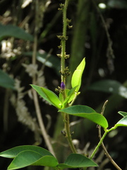 Calopogonium galactioides