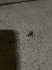 Diaprepes abbreviatus