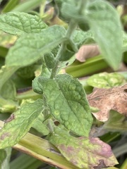 Pulicaria dysenterica