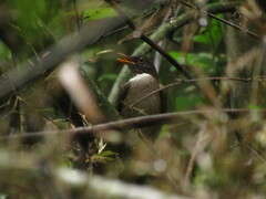 Turdus albicollis