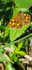 Metisella