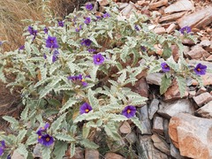 Solanum quadriloculatum