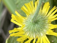 Pulicaria dysenterica
