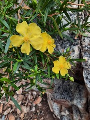 Hibbertia glaberrima