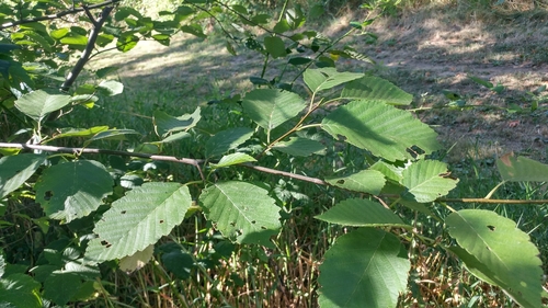 red alder (Alnus rubra)