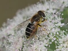 Eristalis nemorum