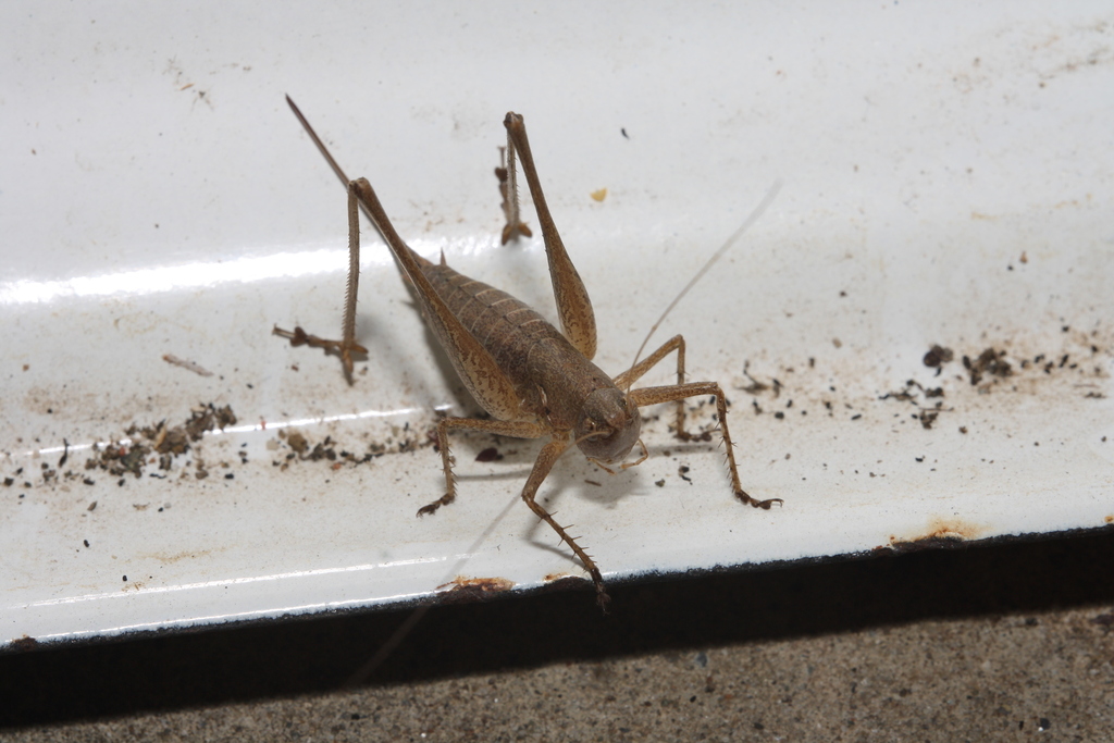 Mediterranean Bush-cricket
