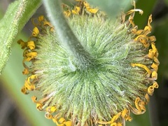 Pulicaria dysenterica