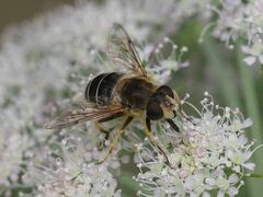 Eristalis nemorum