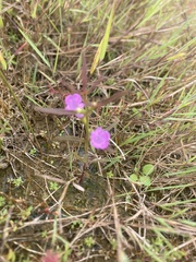 Agalinis neoscotica