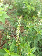 Croton bonplandianus