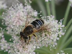 Eristalis nemorum