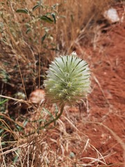 Ptilotus xerophilus