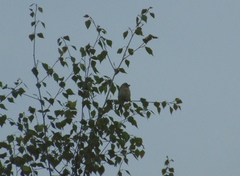 Carpodacus erythrinus