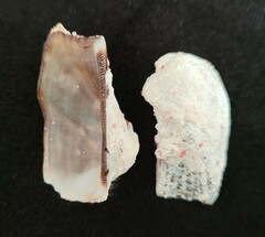 Lamarcka imbricata