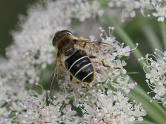 Eristalis nemorum