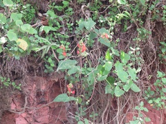 Phaseolus coccineus