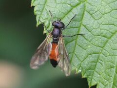 Spazigaster ambulans