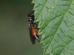 Spazigaster ambulans