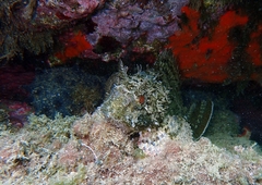 Scorpaena porcus