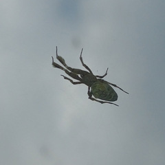 Uloborus