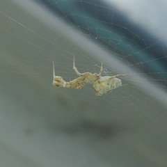 Uloborus