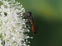 Spazigaster ambulans