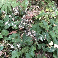 Tiarella trifoliata trifoliata