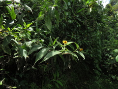 Elaphandra quinquenervis