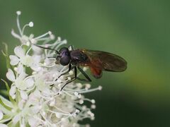 Spazigaster ambulans