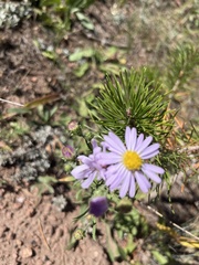 Erigeron speciosus