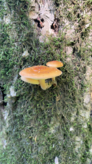 Flammulina velutipes