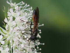 Spazigaster ambulans