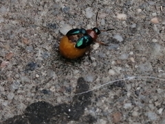 Gastrophysa polygoni