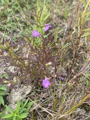 Agalinis neoscotica