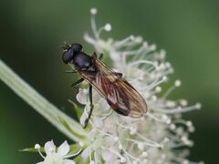 Spazigaster ambulans