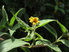 Elaphandra quinquenervis