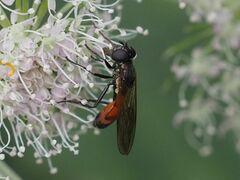 Spazigaster ambulans