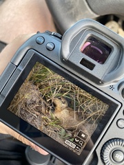Spermophilus citellus